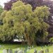 In the church yard is a cork tree, planted in 1833, which is the most northerly in Europe.