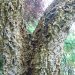 The bark of the cork tree is quite distinctive.