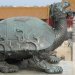 En Chine, la tortue symbolise la sagesse, la longévité, l'immortalité et la Terre.
La tradition chinoise dit que la tortue, cache dans son corps, et dans les motifs de sa carapace, tous les secrets du ciel et de la terre.