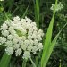 Queen Anne&#039;s Lace at roadside