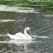 Swan in the Memorial Garden