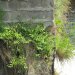 Ferns clinging to weir/dam
