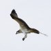 And more osprey