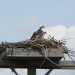 These nesting platforms are built on Ontario Hydro electric power poles to help the osprey population recover