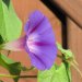I think I like Morning Glories because their beauty is so fleeting.  I started the seed in mid-April and have waited until just a few days ago to see the results. Now as I write this, that delicate, blue trumpet has shrivelled and gone but tomorrow's blooms are waiting for the kiss of the sun to take their turn.