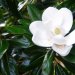 [EN] Southern magnolia or bull bay (Magnolia grandiflora) flower in our garden.
[PL] Kwiat magnolii wielkokwiatowej (Magnolia grandiflora) w naszym ogrodzie.