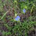 [EN] Tropical Spiderworth (Commelina benghalensis) is an invasive plant.
[PL] Tropikalna komelina (Commelina benghalensis) jest rośliną inwazyjną.