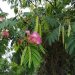 [EN] Mimosa - powder puff tree (Albizia julibrissin) is an invasive plant of Asian origin.
[PL] Albicja jedwabista (Albizia julibrissin) jest pochodzącym z Azji drzewem inwazyjnym.