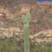 This is an odd shape for a saguaro.
