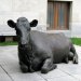 This cow, reclining outside the Hornstein Building, is by Saskatchewan sculptor Joe Fafard.  To read more about Joe Fafard and his famous cows try this site:
http://www.virtualsk.com/current_issue/what_me_worry.html