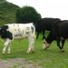 Cows at Southgate
