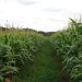Walking through maize