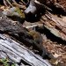[EN] The least chipmunk (Neotamias minimus) is the smallest chipmunk in North America.
[PL] Pręgowiec malutki (Neotamias minimus) jest najmniejszym z amerykańskich pręgowców.