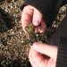 Air bladder on Bladderwrack to let the seaweed float nearer the surface during high tide. This allows the green seaweed to photosynthesise.