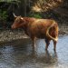 Highland cow in the river