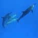 Delfin-Tour Mauritius 032