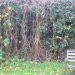 Here is some of the vines on our hedgerow.At the right there is some holly.