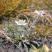 2 magnifiques edelweiss sauvages