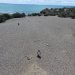 Punta Tombo est une étroite frange rocheuse de 3 km de long pour 600 m de large qui pénètre dans l'Océan Atlantique. Ce cap rocheux prononcé est dû à l'existence d'un affleurement de roche cristalline, d'origine préjurassique, qui a résisté à l'érosion marine. Sur ce substrat on trouve de vastes zones de sable fin mais compacté, ce qui constitue un terrain idéal pour que les manchots puissent creuser leur nid.