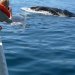 Elle mesure de 13 à 17 m et pèse de 30 à 50 tonnes.
Le baleineau tète près de 125 litres de lait maternel par jour.