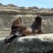 Le lion de mer utilise le secteur de Caleta Valdés et Punta Norte depuis le début août pour l’accouplement et pour la mise bas.

Le mâle (à gauche) a une fourrure couleur du tan et son dos est de couleur chamois. Il peut peser jusqu'à une tonne alors que sa femelle (à droite) est moins lourde, environ 350 KG.
