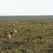 Les guanacos (les lamas d’Amérique) ce sont des camélidés très nombreux sur la péninsule, un par km2.