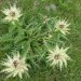 Cirsium spinosissimum
Comme son nom l’indique, ce circe est couvert de nombreuses épines. Il pousse dans les prairies humides, les rocailles et les éboulis. Le centre de sa floraison est généralement vert clair ou blanc.