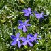 La gentiane printanière, une des premières fleurs du printemps comme l'indique son nom, est une des fleurs les plus bleues qui soient. Plus petite que la gentiane de Koch, à cinq pétales, elle pousse sur les montagnes calcaires.   Espèce protégée, à ne pas cueillir!