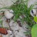 [EN] Hermit crabs on the beach.
[PL] Kraby pustelniki na plaży.