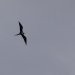 [EN] A female Magnificent Frigatebird (Fregata magnificens) in flight over Palominos Island.
[PL] Samica fregaty wielkiej (Fregata magnificens) w locie nad wyspą Palominos.