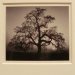 [EN] Oak Tree, Sunset City, Sierra Foothills, California (1962) by Ansel Adams.
[PL] Dąb w Sunset City, mieście w Kalifornii u podnóży Gór Sierra Nevada. Ansel Adams (1962).