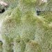 A close up of the moss.