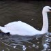 A swan in Lincoln