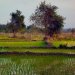 De rares champs de riz verts