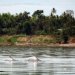 Arrêt au millieu du Mekong, les dauphins