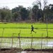 Un gamin court dans un champ de riz