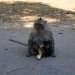Des singes cherchent à manger auprès des touristes