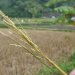 Here is what rice looks like when it is growing on its stalk.  Rice workers pile these up, beat them with a stick, and collect each piece of rice by hand when they break off the stalk.  Can you imagine that?