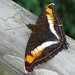 D’innombrables insectes, parmi lesquels on remarque la grande variété coloriée de papillons