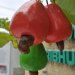 Check this out.  This is how we get cashews.  A single cashew nut grows our of a cashew fruit.  Weird, eh?