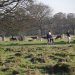 The park was originallyt put together for Cardinal Wolsey. About 125 red and 200 fallow deer.