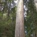 Rotorua Redwood.
Vertical panorama.
These trees are not native to New Zealand. They were planted for forestry research. I'm happy that someone did!