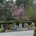 Arbres en fleurs au cimetière St Georges