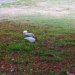 [EN] American White Ibis on a lawn in Key West.
[PL] Ibisy białe na trawniku na Key West.
