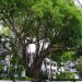 [EN] Banyan Tree (Ficus benghalensis).
[PL] Figowiec bengalski (Ficus benghalensis).