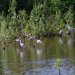 [EN] Birds in Mrazek Pond: American White Ibis (Eudocimus albus), Great Egret (Ardea alba), Cattle Egret (Bubulcus ibis), and Roseate Spoonbills (Ajaja ajaja).
[PL] Ptaki w Stawie Mrazka: ibis biały (Eudocimus albus), czapla biała (Ardea alba), czapla złotawa, (Bubulcus ibis, także znana jako czapelka lub czapelka złotawa), oraz warzęcha różowa (Platalea ajaja).