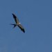 [EN] Swallow-tailed kite (Elanoides forficatus), a very graceful bird.
[PL] Jaskólak (Elanoides forficatus), pięknie szybujący ptak drapieżny.