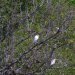 [EN] Cattle egrets (Bubulcus ibis).
[PL] Czapla złotawa (Bubulcus ibis).