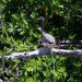 [EN] Tricolored Heron (Egretta tricolor).
[PL] Czapla trójbarwna (Egretta tricolor).