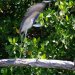 [EN] Tricolored Heron (Egretta tricolor).
[PL] Czapla trójbarwna (Egretta tricolor).